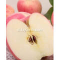 New Crop Fresh Cheap Qinguan apple (64-198)